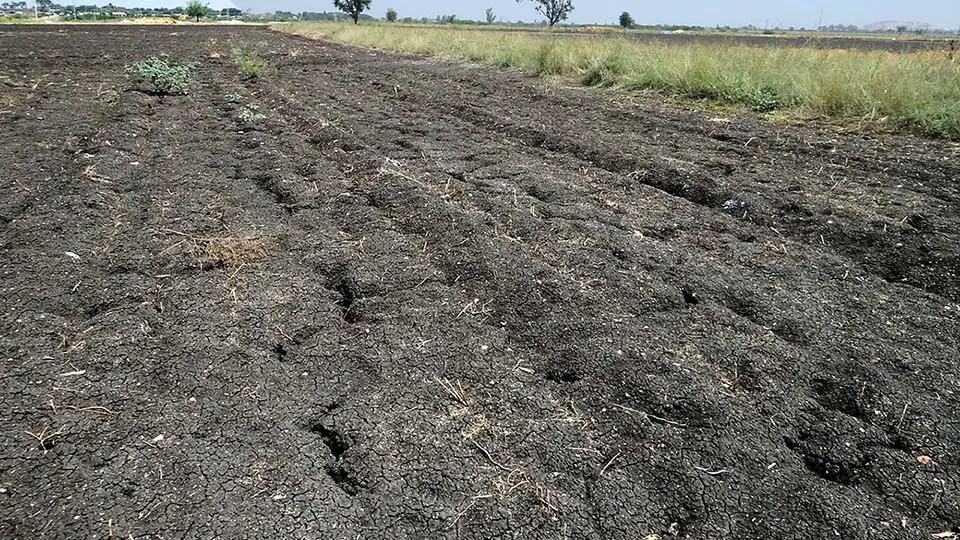 Black cotton soil in India