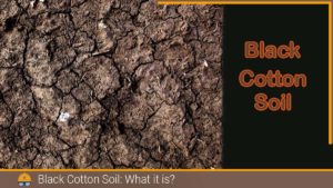 Read more about the article Black Cotton Soil, What it is?: 3 Types, Properties and Stabilizing Method